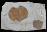 Fossil Leaf (Zizyphoides flabellum) - Montana #29106-1